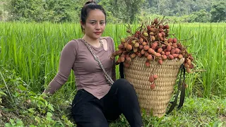 FULL VDEO: 60 days of harvesting lychees, melons & agricultural products to go to the market to sell