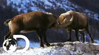 Male Alpine Ibex Goats Go Head To Head | Wildest Europe