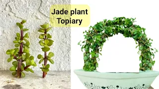 How make jade plant topiary & bonsai | How grow jade from jade  | cuttings kese lagaye MyHobbies