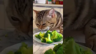 Cats vs broccoli 🥦🐈‍⬛ #cat #catlover #funnycats #kitty #funny #catoftheday #catsoftiktok #cute