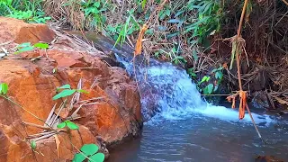 Listen to the soothing sounds of a mountain stream and peaceful birds in the forest.