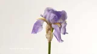 Compilation Iris Flower opening time lapse. 4K