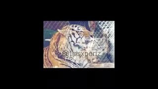 male siberian tiger size 900 pound