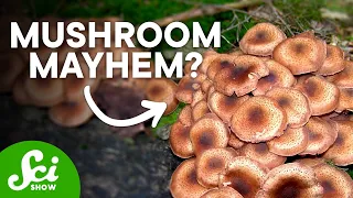 10 Incredible Facts About Mushrooms You Won't Believe