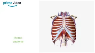 Muscles of Thoracic wall -3d Anatomy Tutorial