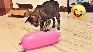 Funny Cat Reaction to Playing Balloon | Funny Animal Videos