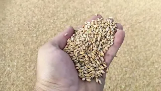 Закінчили молотити пшеницю.Врожайність норм а ціни немає.MF 206.