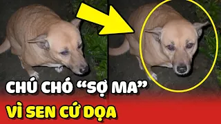 Cười xĩu với chú chó SỢ MA nhưng hay bị con Sen HÙ DỌA 😂 | Yêu Lu