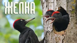 Black woodpecker is forest attendant (Birds of Russia) Movie 84