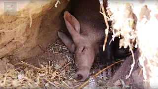 Cute Aardvark Snuffles In His Sleep | Earth Unplugged