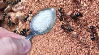 Я не верил, но от муравьев помогло сразу же! Муравьи ушли прямо на глазах