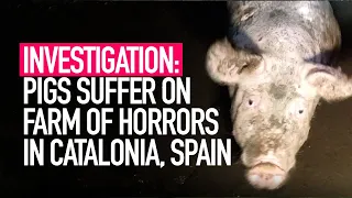 INVESTIGATION: Pigs Suffer on Farm of Horrors in Catalonia, Spain