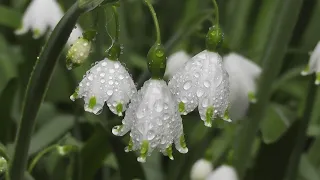 Первые весенние цветы|Подснежник|First spring flowers|Snowdrop