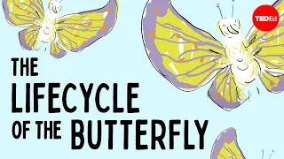 The life cycle of the butterfly - Franziska Bauer