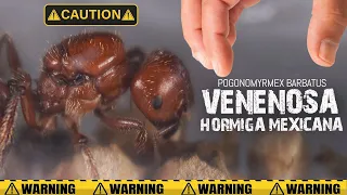 POGONOMYRMEX ! Han llegado vivas o muertas?  | El Mundo de las Hormigas