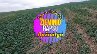 Žieminio rapso apžvalga Lapkričio mėn