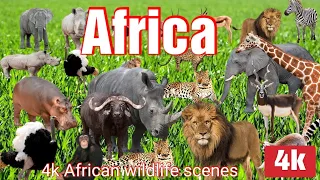 Africa Safari 4K: Stunning Wildlife, Scenic Savanna, Relaxing Piano Music | Ultra HD