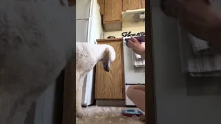 Grooming my Standard Poodle at home!