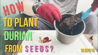 How To Plant Durian From Seeds?