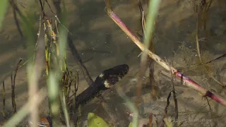 Ringelnatter trifft auf schreckhaften Frosch / Grass snake meets frightened frog /