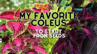 My Top 7 COLEUS Varieties to Grow from Seeds! 🌸🌼 Sowing Coleus Seeds