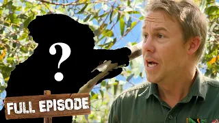 Theo The Koala Has Gone Missing! 🐨| The Wild Life of Tim Faulkner S2 Ep 2 | Full Episode | Untamed