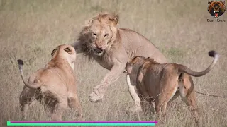 Rogue male lions mess with the wrong lion pride   Бродячие Львы самцы связываются не с тем львиным п