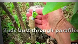 Cutting Japanese persimmon scions for grafting