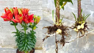 Did you know Lily can be grown with bulbs and branches