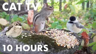 Saturday Morning Cartoons for Pets - Chipmunks in the Forest - 10 Hour Cat TV - Oct 07, 2023