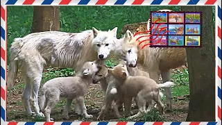 Arctic Wolf cubs & cute family..