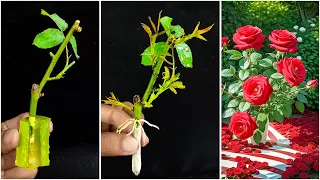 Grow Roses From Cutting In Water || How To Propagate Roses Plants From Cutting In Water