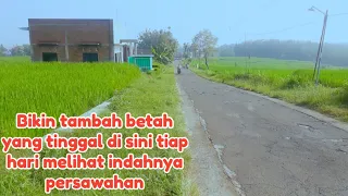 Seindah ini Rumah di persawahan,tiap bangun tidur langsung melihat indahnya pemandangan