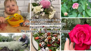 ВЛОГ🔥 НАТХНЕННЯ і МОТИВАЦІЯ 😍зацвіла ШТАМБОВА ТРОЯНДА🌹 САЛАТ з полуницею 🍓МАМСЬКІ ЛАЙФХАКИ👌