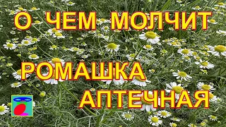 Pharmaceutical chamomile, properties, application.