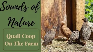 RELAXING MUSIC WITH QUAIL SOUNDS ON THE FARM - OVER 1 HOUR OF RELAXING QUAIL SOUNDS