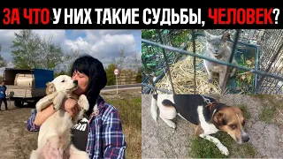 Хриплым лаем умоляя, собаки приюта боятся остаться голодными...