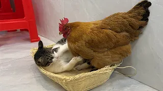 The kitten is very angry💢❗️It's so funny and cute! The hen insisted on sleeping with the kitten😂