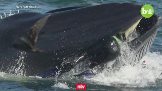 Drama im Meer vor Südafrika: Riesiger Wal packt deutschen Taucher