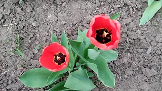 Поздравляю с Днём Рождения и дарю весенние тюльпаны