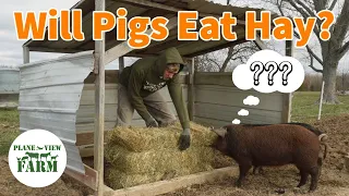 Will Pigs Eat Hay? What is a Sacrifice Pasture, or Pen? And a Big Announcement!