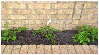 Planting Bare Root Astilbe+The Tulips Bloomed! 🌱🌷 | Wendi's Garden