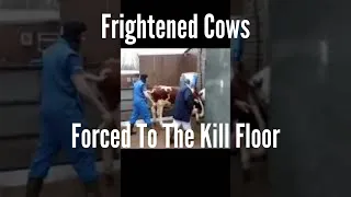 Slaughterhouse Workers Force 2 Terrified Cows To The KILL Floor (2021) #shorts