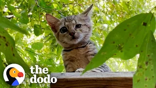 Wait Until The Entire Cat Family Appears | The Dodo Cat Crazy