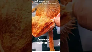 Линька у ящерицы🦎❤️💕