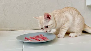 【injection at the frightening hospital ② 】 first taste of tuna was so delicious that this happened