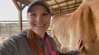 Rescued Belgian Draft horse saved from slaughter - Anna's Arrival and Update on her condition Ep.28