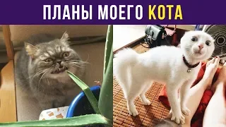 Приколы с котами. Планы моего кота | Мемозг #24