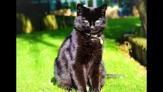 Чёрный кот на английском (Black Cat)