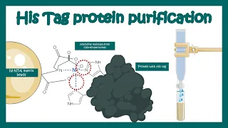 His tag protein purification | Application of his tag purification | Affinity chromatography